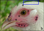 Facial blushing and feather fluffing are indicators of emotions in domestic fowl (Gallus gallus domesticus)