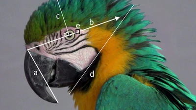 Captive Blue-and-yellow macaws (Ara ararauna) show facial indicators of positive affect when reunited with their caregiver featured image