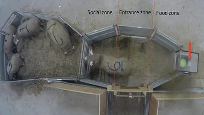 Are olfactory stimuli able to induce emotional responses in a positive context in ewes? featured image