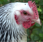 Exploration of skin redness and immunoglobulin A as markers of the affective states of hens