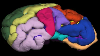 Sheep Cortex featured image