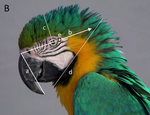 Captive Blue-and-yellow macaws (Ara ararauna) show facial indicators of positive affect when reunited with their caregiver
