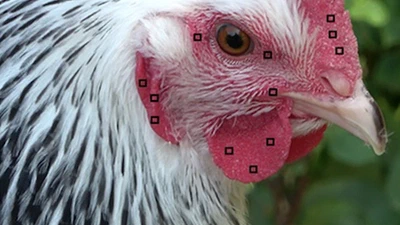 Exploration of skin redness and immunoglobulin A as markers of the affective states of hens featured image