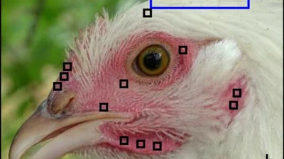 Facial blushing and feather fluffing are indicators of emotions in domestic fowl (Gallus gallus domesticus) featured image