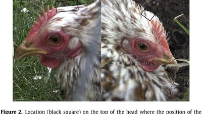 Adult chicken hens express their affective states via bare facial skin blushing and head feather movements featured image